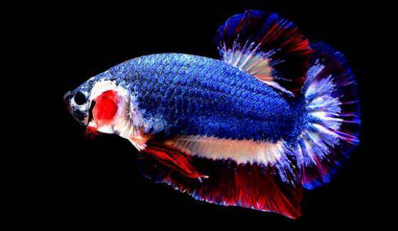  تھائی پرچم کے رنگوں والی مچھلی 1530ڈالر میں نیلام‎