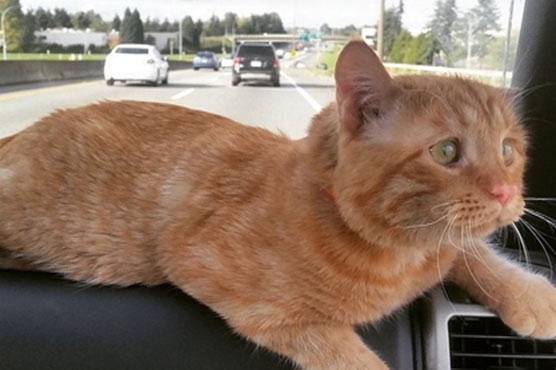 دنیا کی اداس ترین بلی کی تصاویر نے انٹرنیٹ پر دھوم مچا دی 
