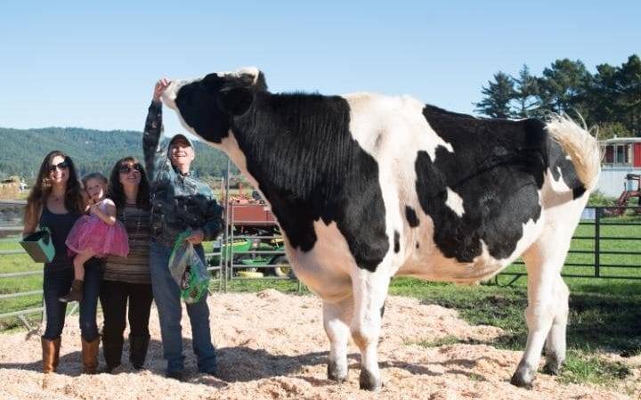 ملیئے دنیا کی سب سے بڑی گائے سے ، نام ہے ڈینیئل