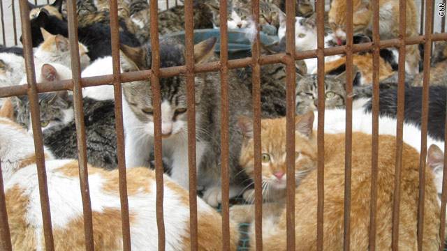 چین میں بلیوں کا گوشت بکنے لگا,انتظامہ خاموش