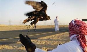 قطری شاہی خاندان کا پاکستان میں ’تلور‘ کا شکار جاری