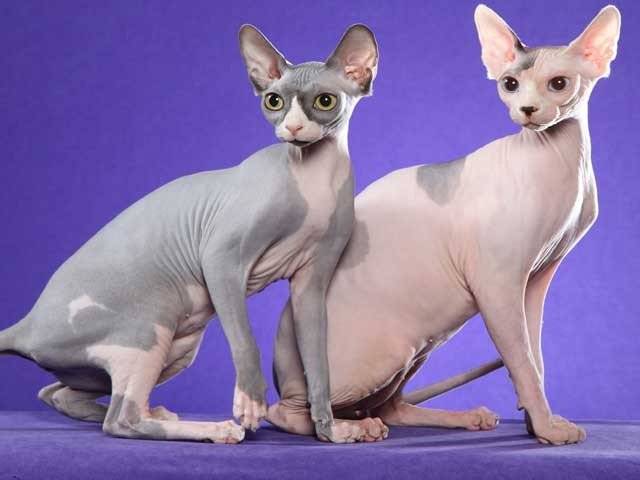 کینیڈا میں ابوالہول کے نام پر گنجی بلیوں کی فروخت