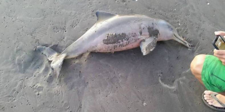 گھوٹکی میں ایک نایاب ڈولفن مچھلی شکاری کے جال میں پھنس گئی