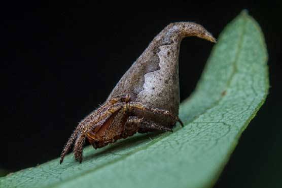 فلم ہیری پوٹر میں دکھائی جانے والی ٹوپی جیسی مکڑی دریافت