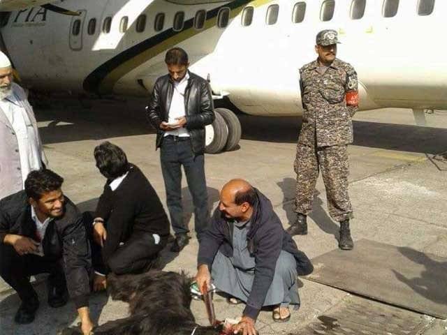 پی آئی اے نے پروازوں کو محفوظ بنانے کیلئے بکروں کا صدقہ دینا شروع کردیا