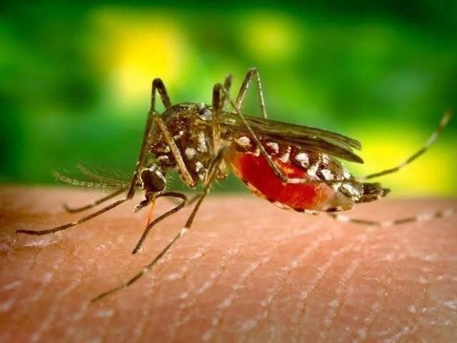 کراچی میں ڈینگی اورنگلیریا کے بعد ’چکن گونیا‘ وائرس کا حملہ