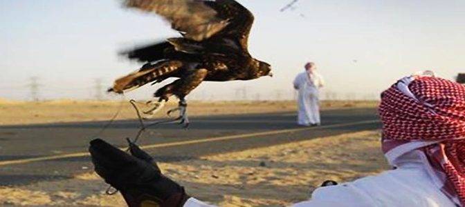 تلور کے شکار کیلئے آنے والا قطری شہزادوں کا وفدفیصل آباد ایئر پورٹ سے واپس روانہ