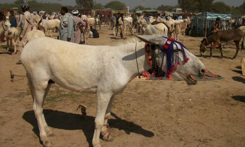 گوجرانوالہ ،گدھے ذبح کرنے والے قصابوں پر شہریوں کا چھاپہ