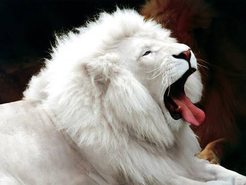 کیا کراچی چڑیا گھر کا نایاب ترین سفید شیر زندہ بچے گا؟