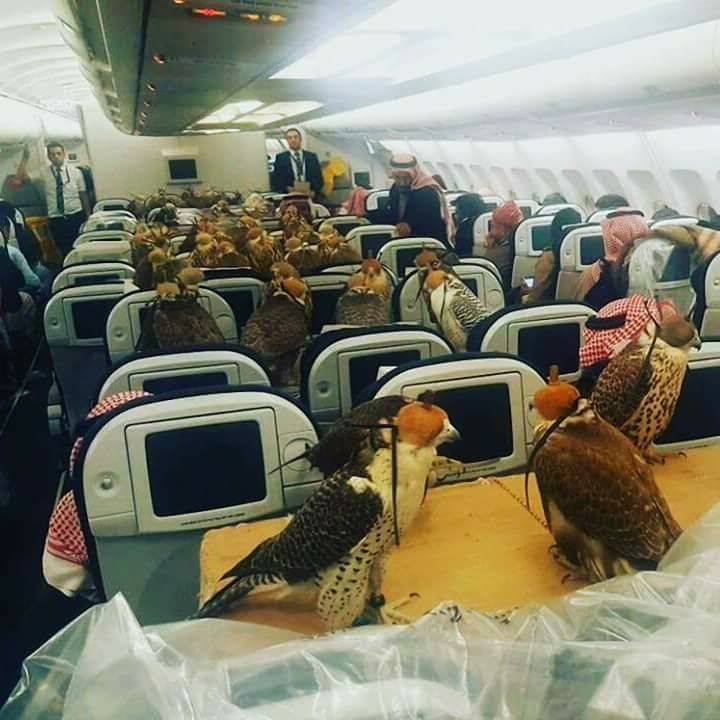 سعودی شہزادے کا 80 عقابوں کے ساتھ انوکھا سفر کہ تفصیل جان کر حیران رہ جائیں گے