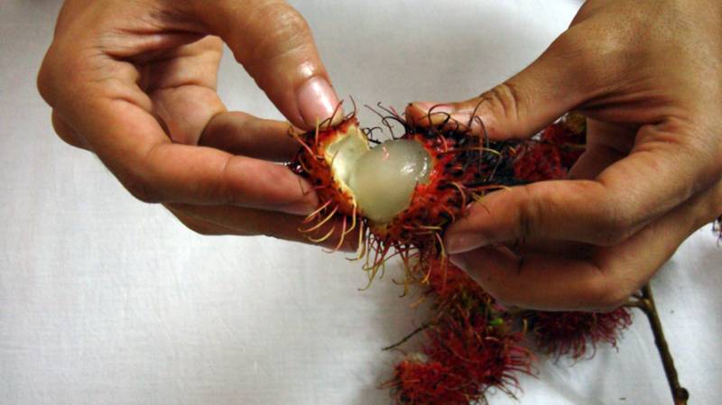 خالی پیٹ لیچی کھانے سے سیکڑوں بچوں کی موت