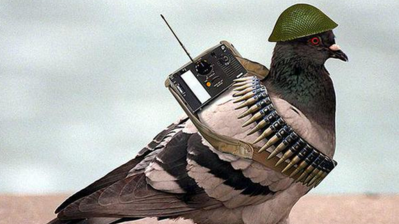  پاکستان کا جاسوس کبوتر بھارت سے فرار ، پورے ملک میں ہائی الرٹ