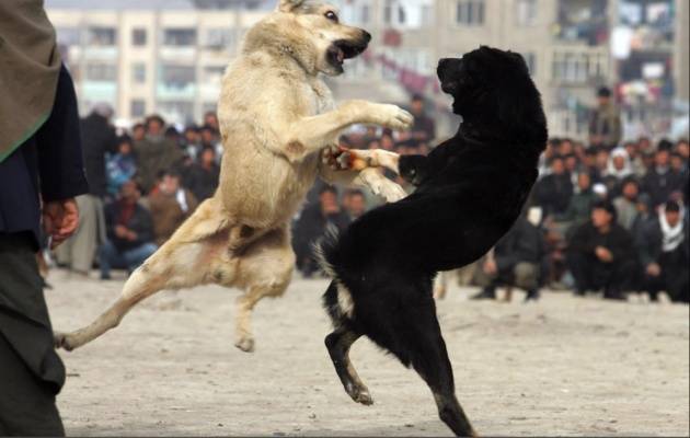 گجرات میں کتوں کی لڑائی پر لاکھوں کا جوا، پولیس خاموش تماشائی 
