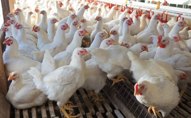 متحدہ عرب امارات میں پاکستان پولٹری مصنوعات کی درآمد پر پابندی ختم