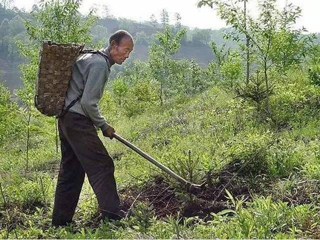 چینی شخص نے اپنی نوکری چھوڑ کر درخت لگانا شروع کردیئے 