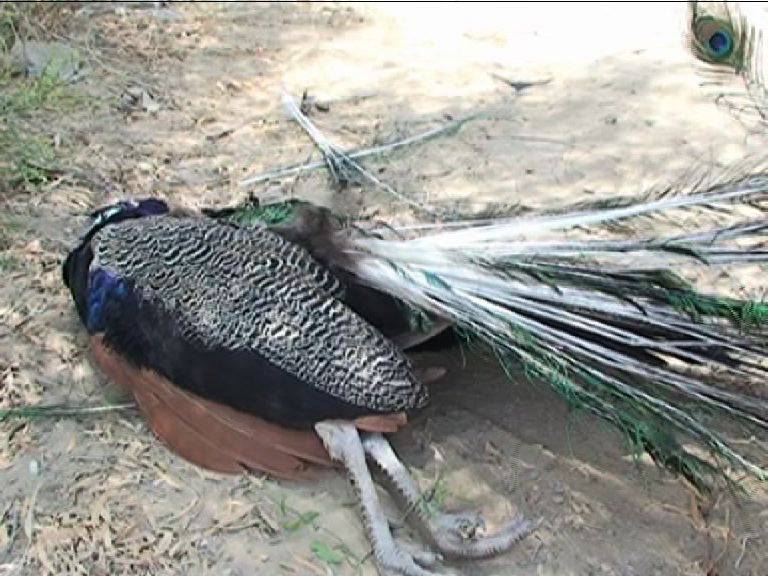 تھر پارکر میں 24 گھنٹے کے دوران مزید 6 مور موت کا شکار گئے