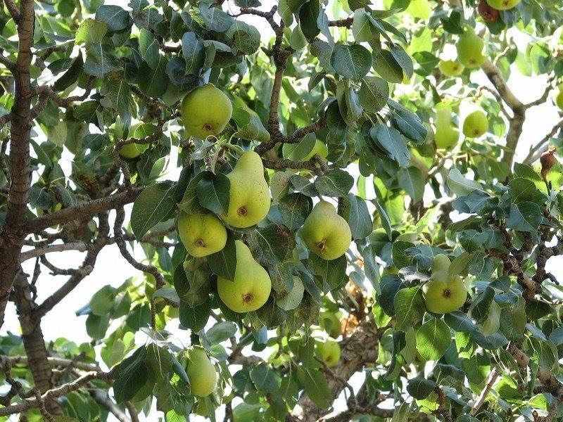 امرود کے پتوں کے ناقابل یقین فائدے جان کر آپ پتوں کو ضائع نہیں کریں گے