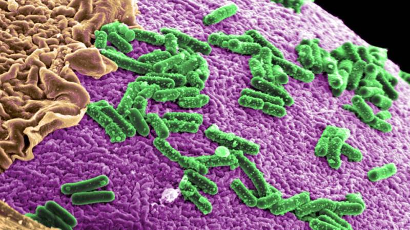 فوڈ پوائزننگ کا باعث بننے والا بیکٹیریا کینسر کا علاج کرنے کے قابل 