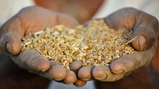 سندھ میں گندم کی خریداری کاہدف 12لاکھ ٹن مقرر