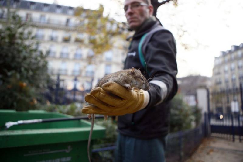فرانس،پیرس میں چوہوں کے خاتمے کےلئے 16 لاکھ ڈالر کا منصوبہ