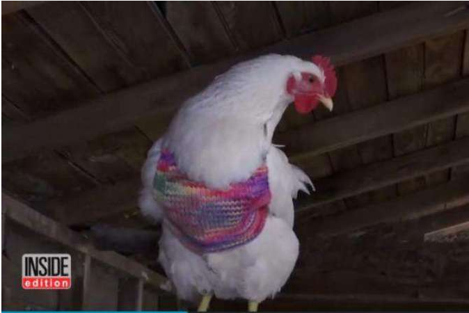 امریکہ میں مرغیوں سوئیٹر پہننا شروع کر دیے 