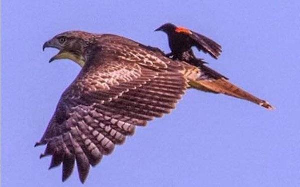دوسرے جانوروں پربیٹھ کر سواری کرنے والے جانورں کی دلچسپ تصاویر