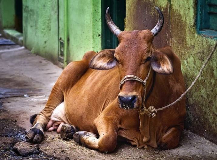 بھارت میں گائے ذبح کرنے کے مقدمہ میں دو مسلمان شہریوں کو 5برس قید کی سزاءکا حکم 