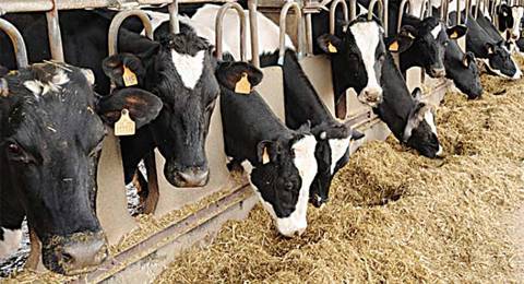 سعودی عرب نے کویت سے مویشیوں کی درآمد پر عائد پابندی ہٹا لی
