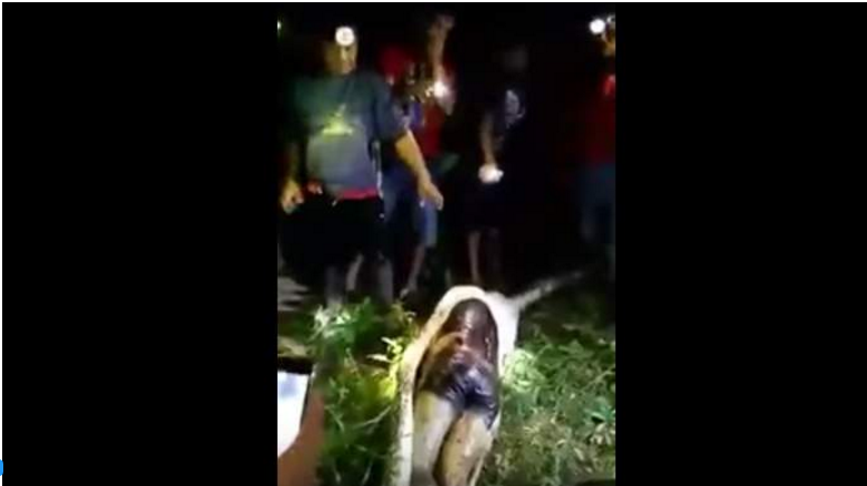 انڈونیشیا میں دیہاتی کو 7 میٹر لمبا اژدھا سالم نگل گیا