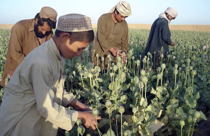 افغانستان میں گذشتہ سال کے دوران 650 ٹن منشیات پکڑی گئیں