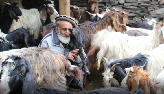 چترال میں بکریوں پر دفعہ144نافذ،چرواہا شدید مشکلات کا شکار