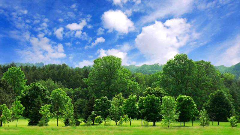 دنیا بھر میں درختوں کی 60 ہزار سے زائد اقسام 