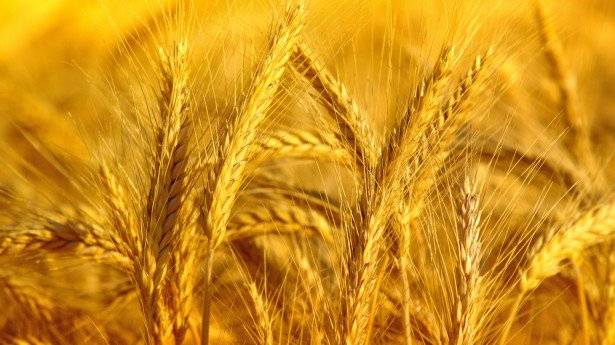کاشتکاروں کو گندم کی قیمت کی ادائیگی کیلئے پالیسی کا اعلان 