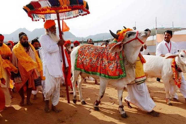 بھارتی سرکار نے گائے کو قومی شناخت دینے کا فیصلہ کر لیا 