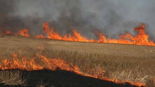 فیصل آباد :زرعی یونیورسٹی میں آگ لگنے سے کئی ایکڑ اراضی پر گندم جل گئی