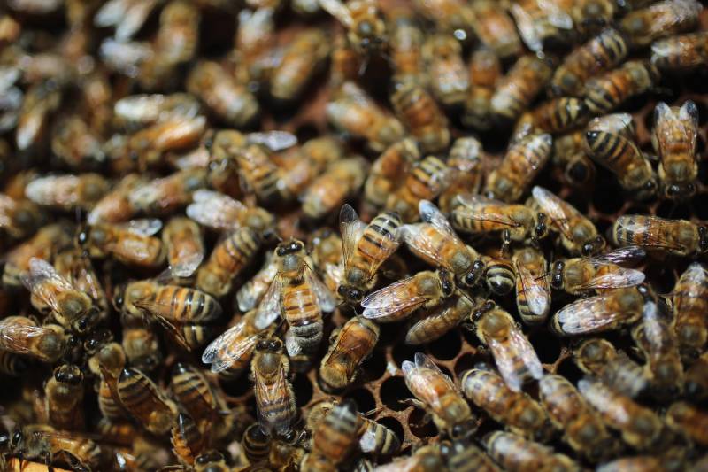 علامہ اقبال یونیورسٹی میں شہد کی مکھیوں کا حملہ، ایک شخص جاں بحق