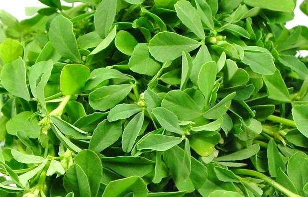  میتھی کے بیج چہرے کے داغ دھبوں کو دور کرنے کیلئے مؤثر قرار 
