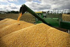 نامناسب انتظامات کے باعث ذخیرہ شدہ گندم کا 15فی صد ضائع ہو جاتا ہے ،محکمہ زراعت 