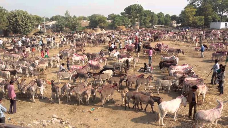 محکمہ لائیوسٹاک کے زیر اہتمام ملکی تاریخ کے پہلے ڈونکی میلے کا اہتمام،125 گد ھوں کی شرکت