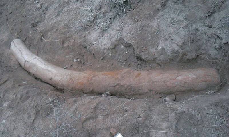 جہلم ' تتڑوت سے 35لاکھ سال قدیم ہاتھی دانت دریافت