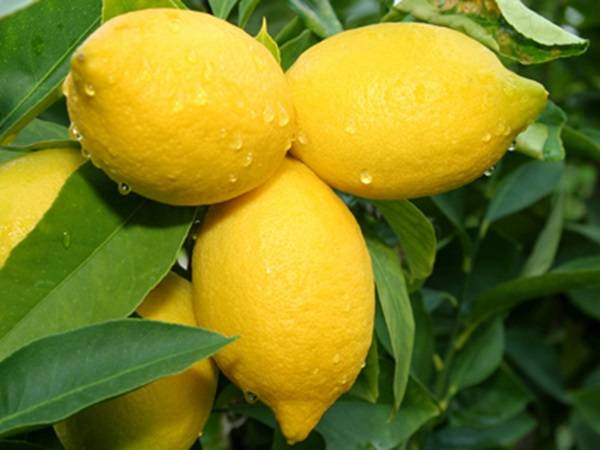 لیموں کینسر سمیت کئی بیماریوں سے بچاؤ میں مفید 