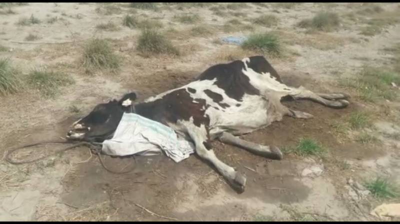 محکمہ لائیو سٹاک کی غفلت سے سینکڑوں مویشی ہلاک ہو چکے ہیں ،اہلِ علاقہ 