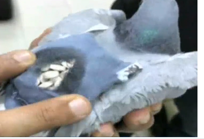  کویت میں منشیات اسمگل کرنے کے جرم میں کبوتر گرفتار 
