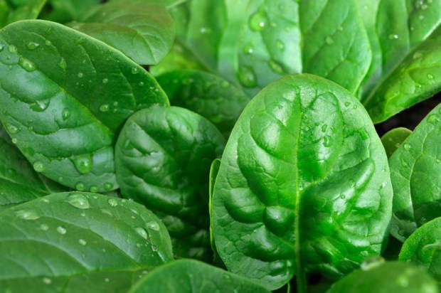 سبز پتوں والی سبزیاں افادیت، غذائیت اور امراض سے تحفظ میں سرِفہرست ہیں،ماہرین