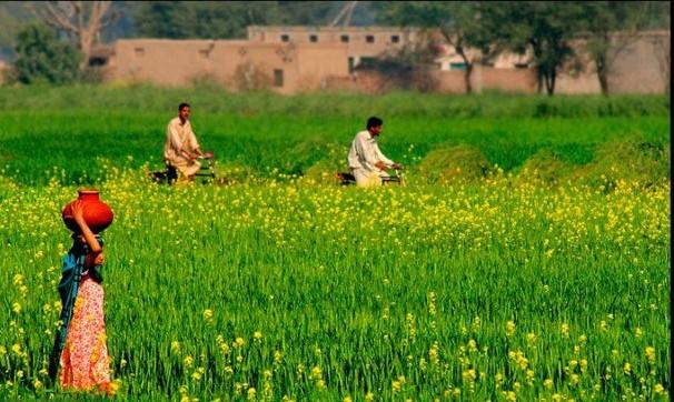 پنجاب میں زرعی زمینوں پر عائدٹیکس سٹرکچر میں تبدیلیوں کا فیصلہ