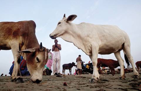 بھارت میں گائے ذبح کرنے پر پابندی کا حکم معطل