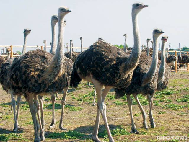 شترمرغ کا گوشت پاکستان میں دھڑا دھڑ کیوں فروخت ہو رہا ہے حیران کن وجہ سامنے آگئی