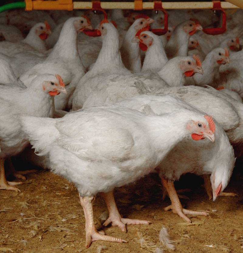 اسلام آباد کے سستے بازارمیں ٹیڑھی ٹانگوں والی مرغیاں برائے فروخت ،عوام پریشان