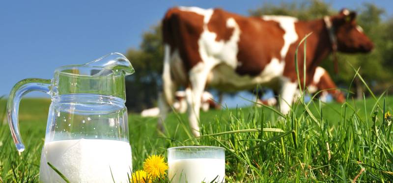 گائے کا دودھ نہ پینے والے بچوں کا قد چھوٹا رہ جاتا ہے‘ طبی ماہرین