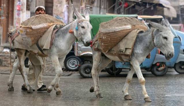 ہزاروں گدھوں کی کھالیں پکڑی گئیں لیکن گوشت کہاں گیا کچھ پتہ نہیں،کلیکٹر کسٹمز 